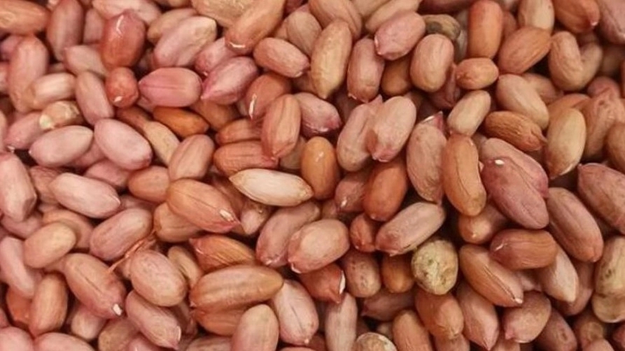خرید بادام زمینی تازه آستانه اشرفیه