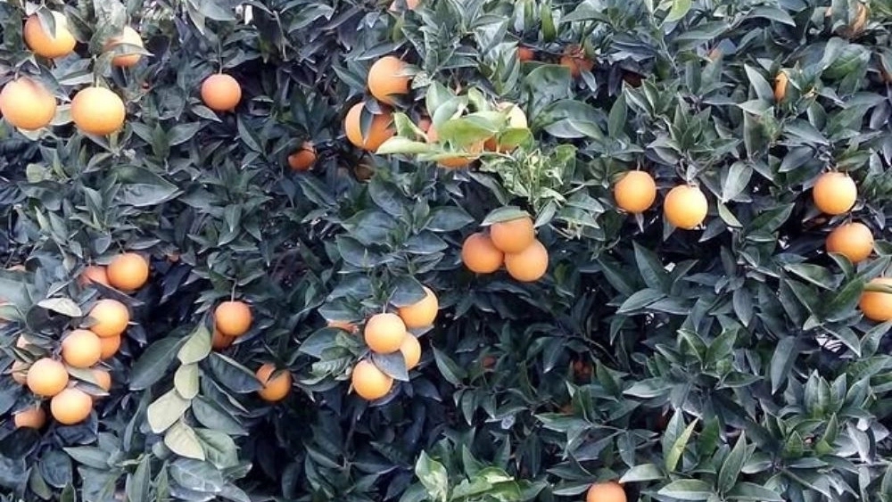 خرید نهال مرکبات در مازندران