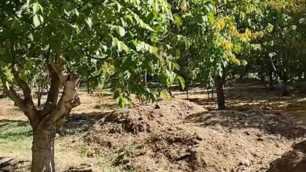 پیوند و تکثیر نهال با رضا، هرس درخت گردو و میوه در چهارمحال بختیاری