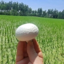 پرورش قارچ حسینی، تولید و فروش انواع قارچ در بابلسر