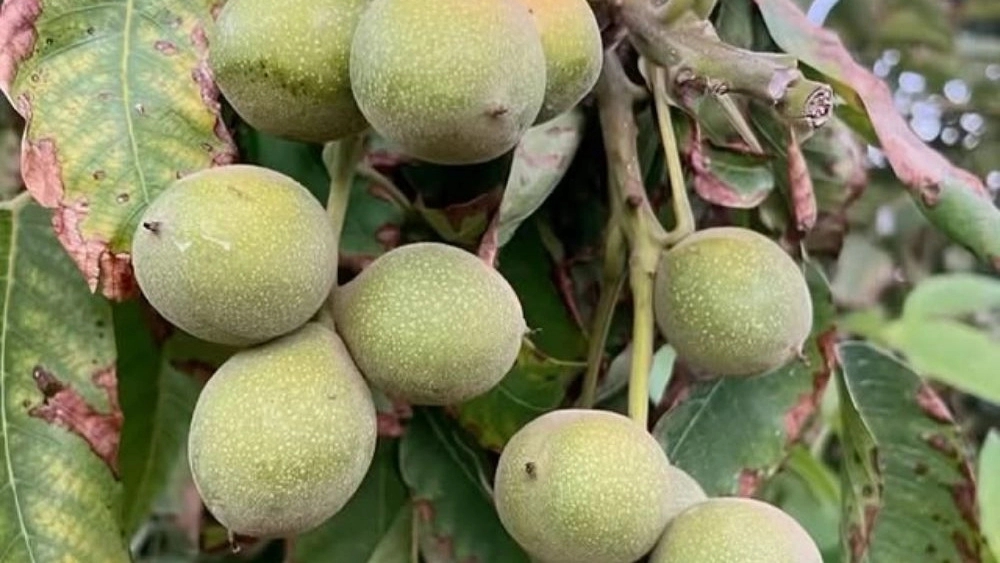 نهالستان زرینه، تولید و فروش انواع نهال میوه و گردو در میاندوآب