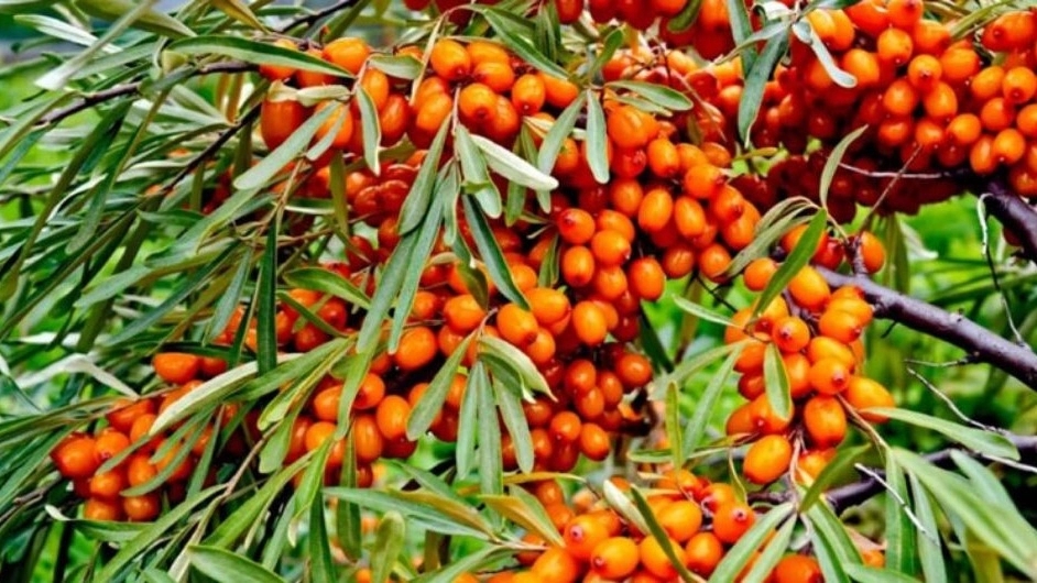 خرید نهال سنجد پرمحصول در آذربایجان غربی