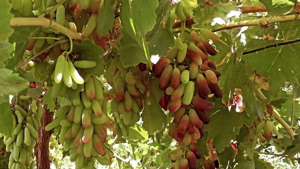 نهالستان مرادی، فروش نهال انگور در کاشمر خراسان رضوی