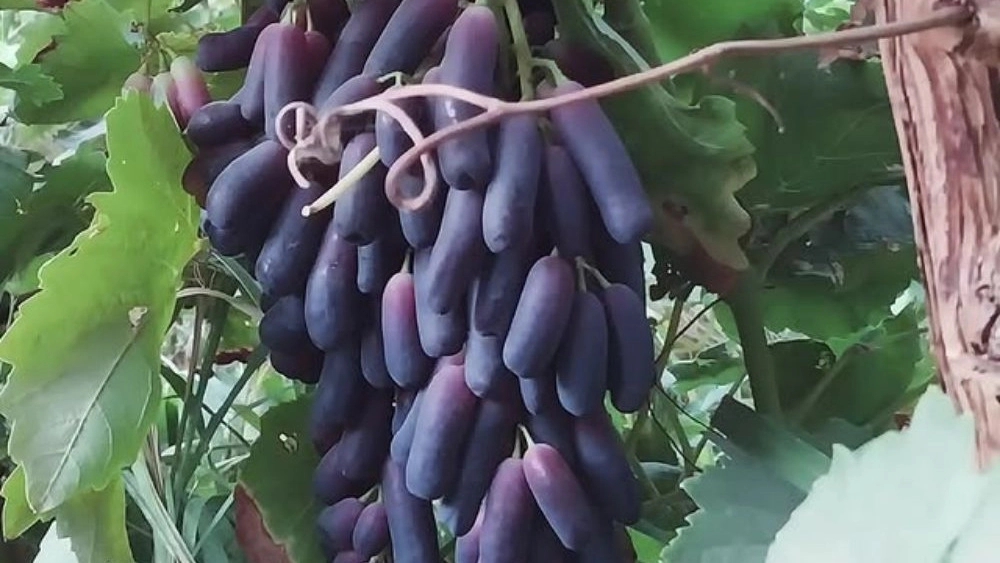 نهالستان انگور در کاشمر