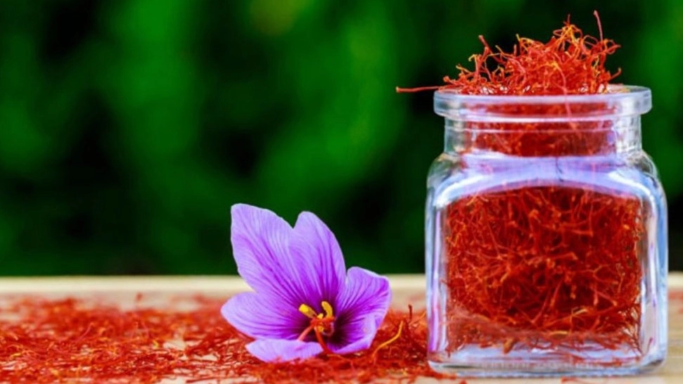 فروش عمده زعفران اعلاء در رودسر