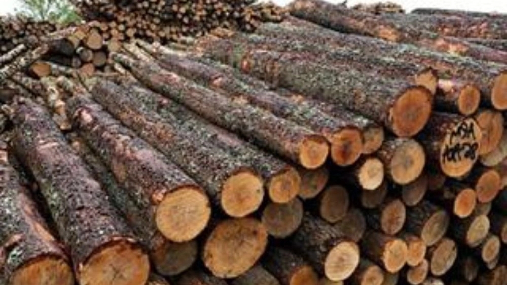 قیمت و خرید چوب صنوبر و چوب جنگلی در مازندران