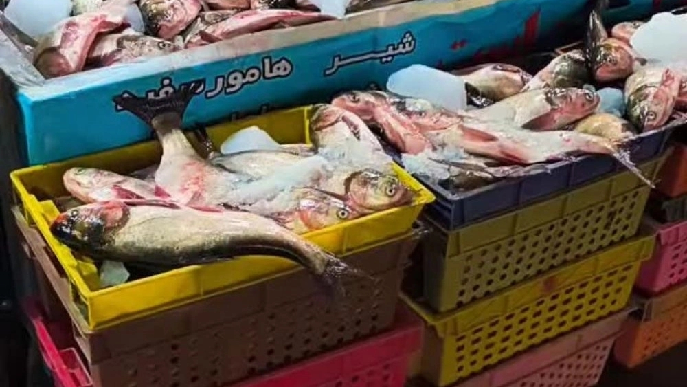 ماهی سرای تک دریا، فروش انواع ماهی شوریده کپور و شیر در کاشان