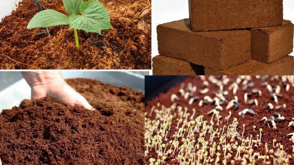 بهترین کوکوپیت از سریلانکا برای کشت گلخانه‌ای