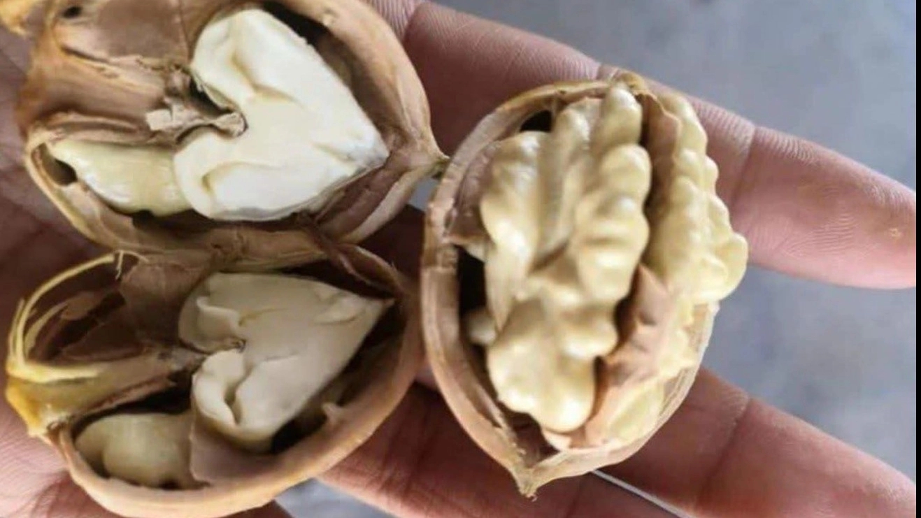 رقم برتر گردو معرفی بهترین ارقام گردو برای کاشت و پیوند
