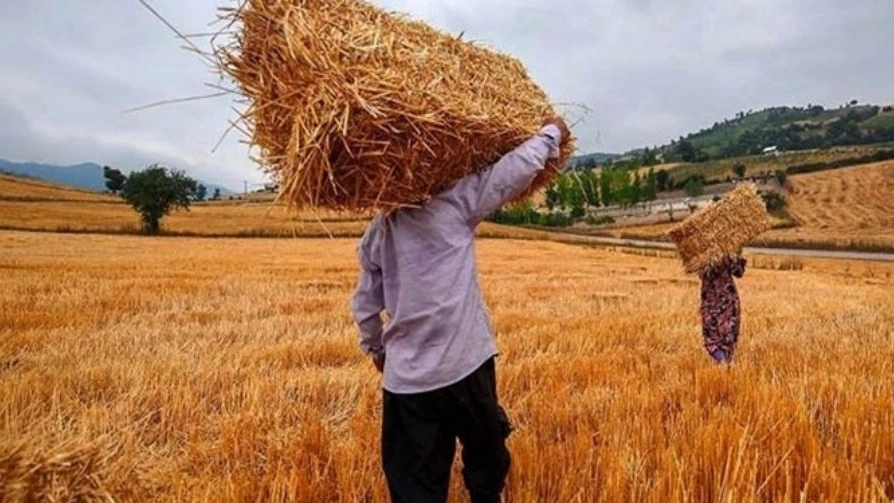 خرید کاه درجه یک دامداری در همدان با قیمت مناسب