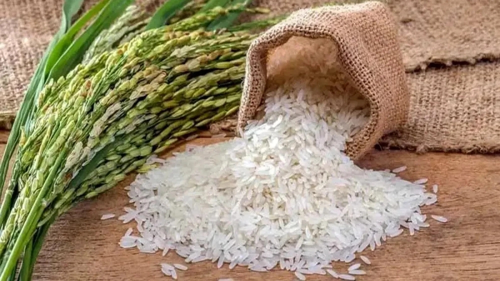 فروش عمده برنج ایرانی از فروشگاه زرین فارس شیراز