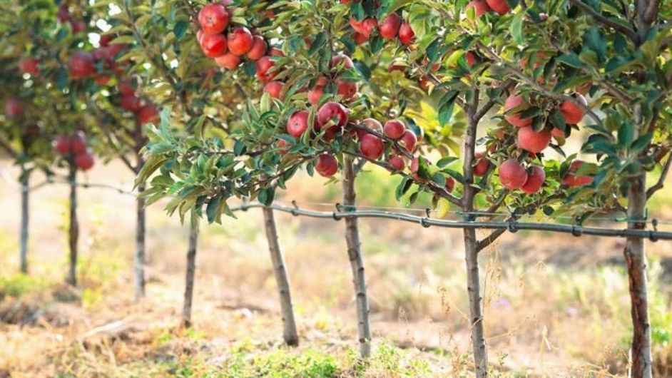 فروش نهال‌های میوه تابستانی در گلپایگان