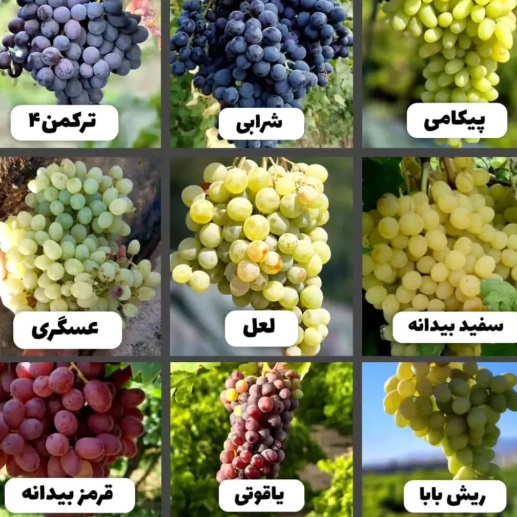 1771325401535.webp
