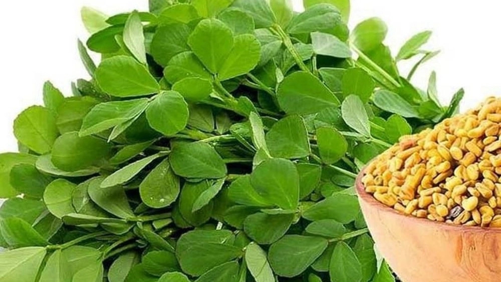 محصولات ارگانیک صابری، فروش شنبلیله در خراسان رضوی