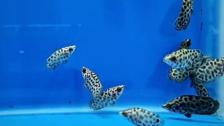 خرید ماهی زینتی آکواریوم در سیرجان