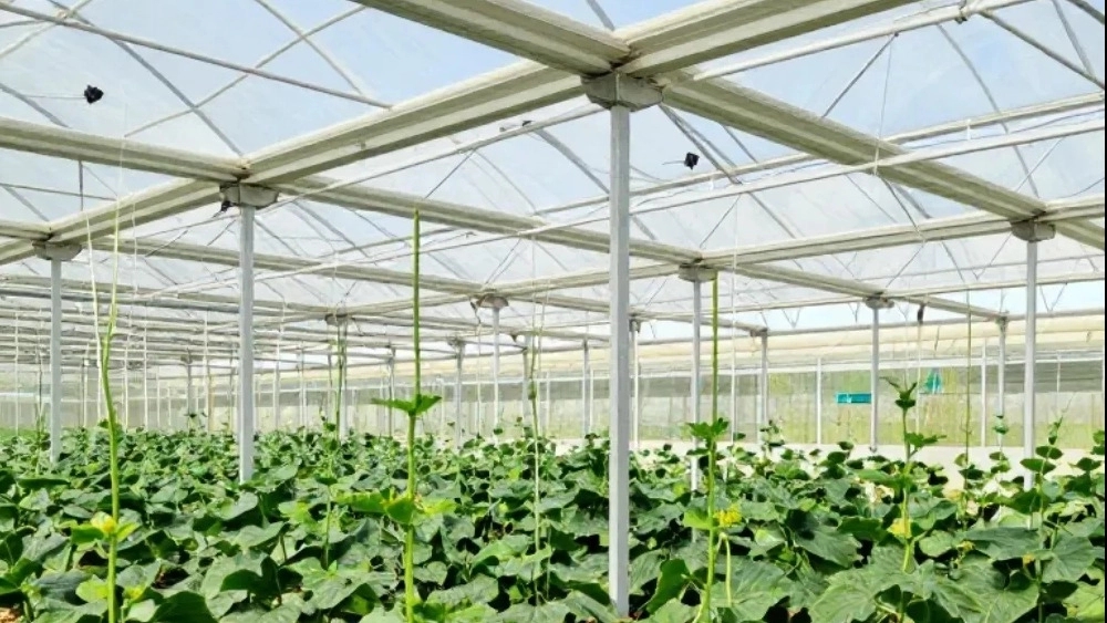 گلخانه‌سازی استان مازندران راهنمای جامع، نوآوری‌ها و تخصص ساخت گلخانه