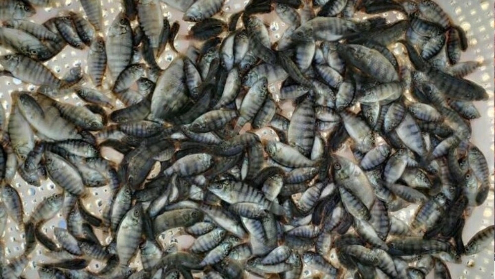 خرید بچه ماهی تیلاپیا از ماهی فروشی تیلاپیای خاتم یزد
