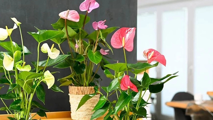 بهترین گلفروشی شیراز برای مناسبت‌ ها
