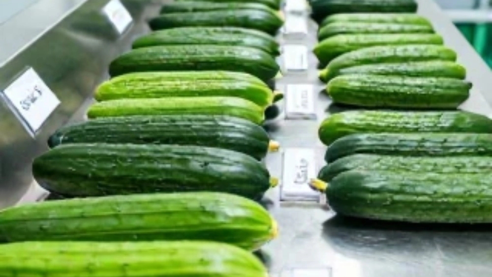 بررسی قیمت دستگاه درجه بندی خیار در تهران + نکات خرید