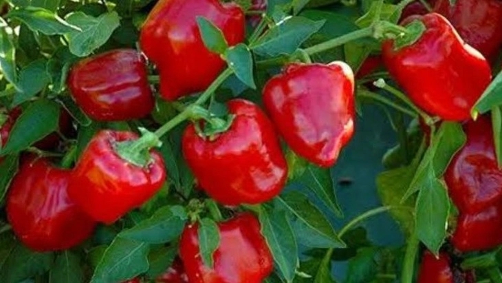 صادرات صیفیجات