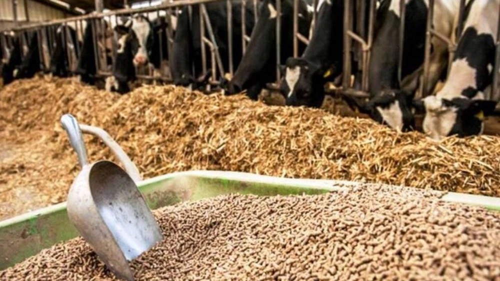 قیمت خوراک دام در خوزستان؛ بررسی عوامل موثر بر نرخ بازار