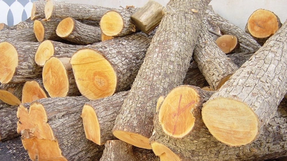 قیمت چوب جنگلی برای نجاری در تهران