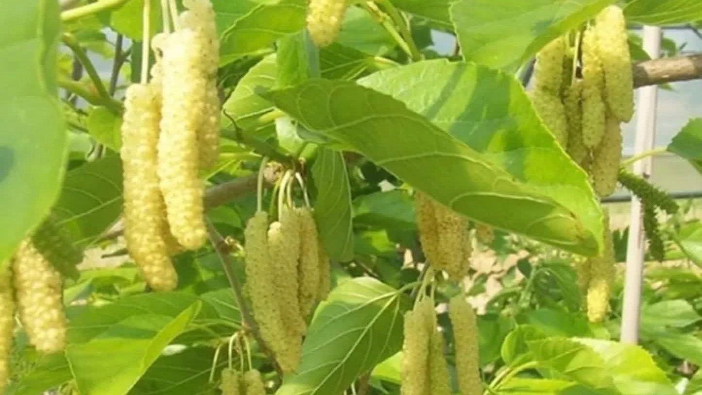 قیمت نهال توت موزی سفید پیوندی