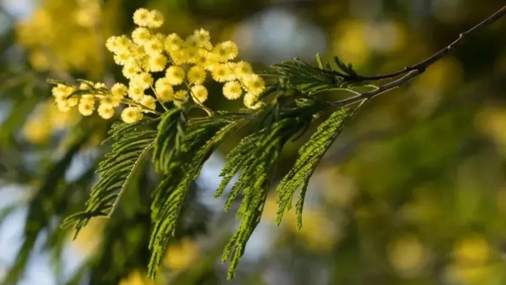 خرید اکاسیا طلایی برای محوطه سازی
