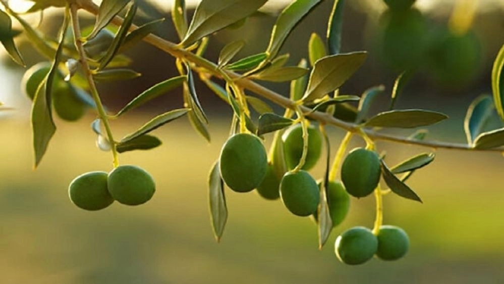 راهنمای خرید نهال زیتون