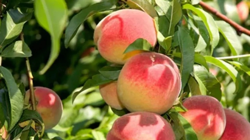 خرید نهال هلو انجیری خونی اصل تبریز