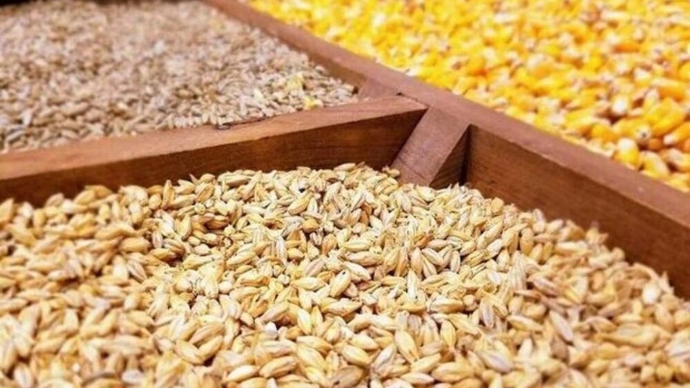 فروش گندم، جو و حبوبات خوراک دام در لنگرود