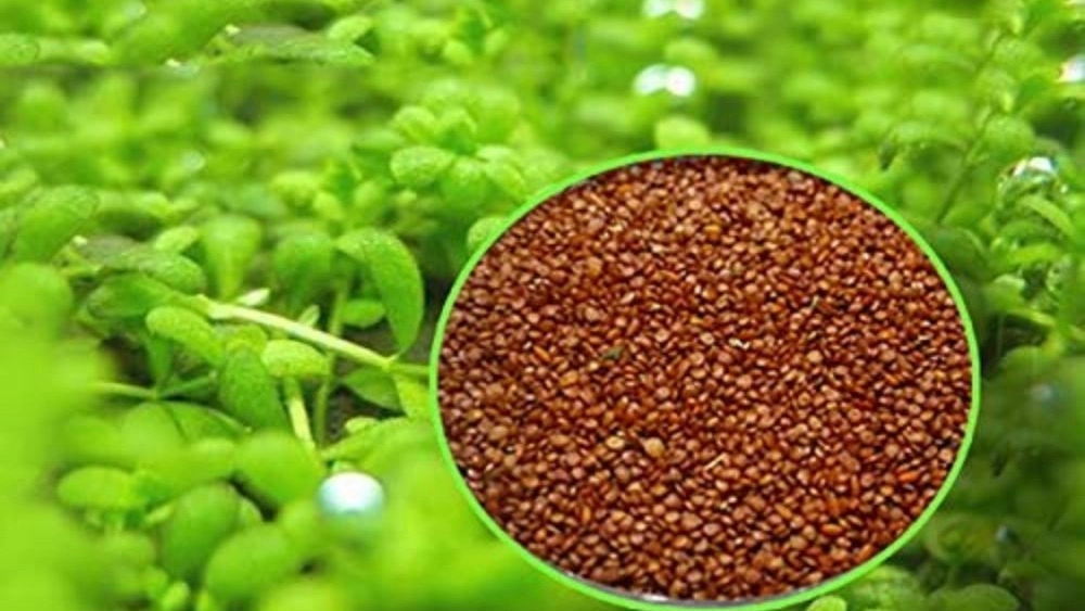 قیمت خرید بذر سبزیجات در کردستان