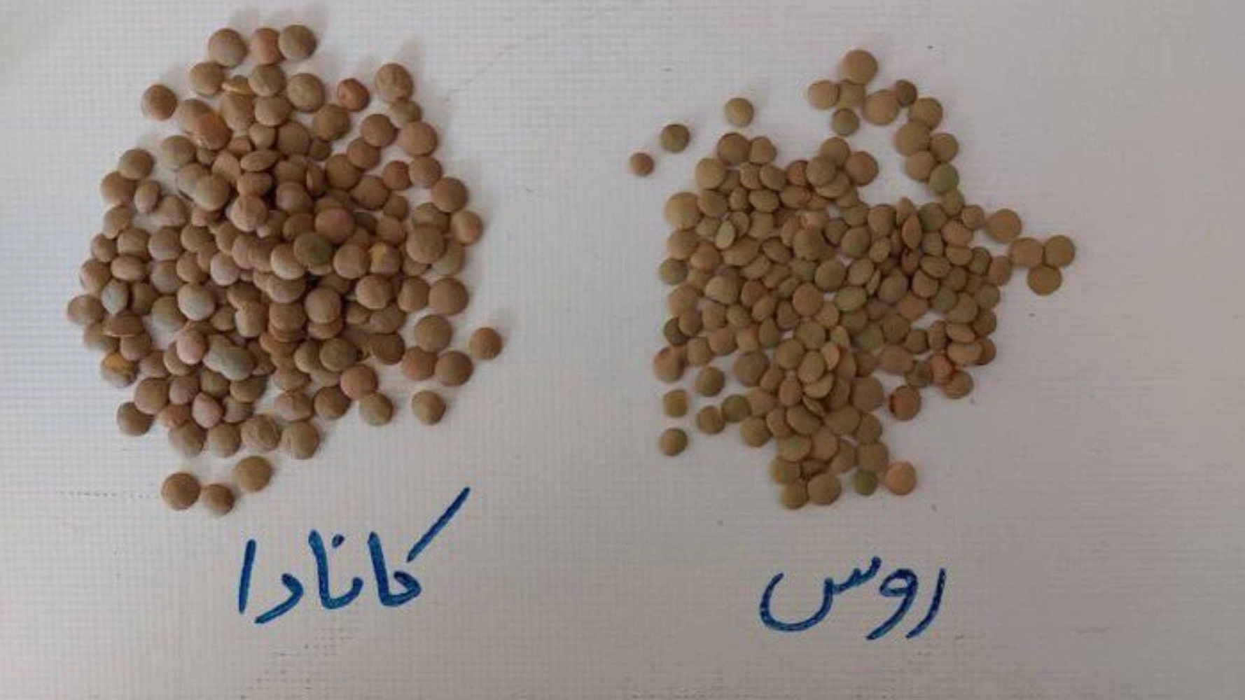 بازرگانی منصور خراسان، واردات و صادرات انواع حبوبات در مشهد
