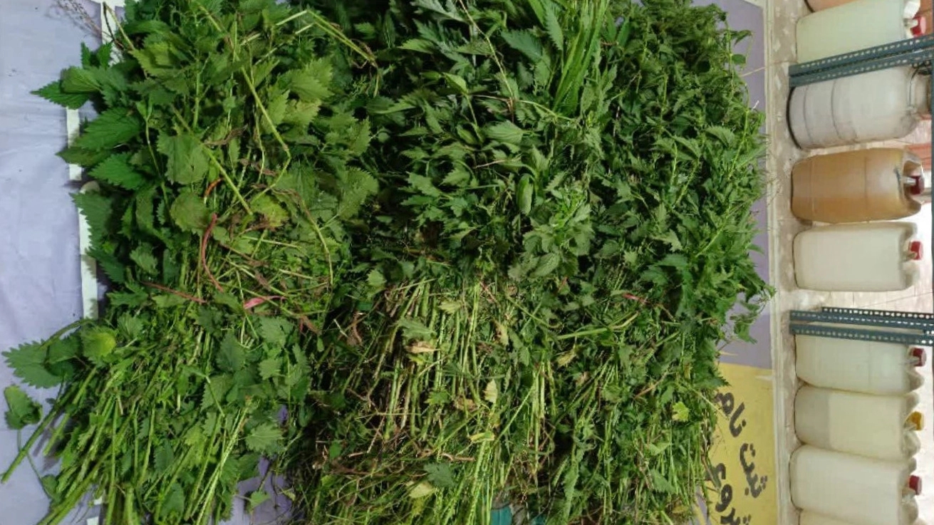 خشک‌ کردن گزنه برای عرق‌ گیری در مغازه عرقیات و گیاهان دارویی یاشاپاشا