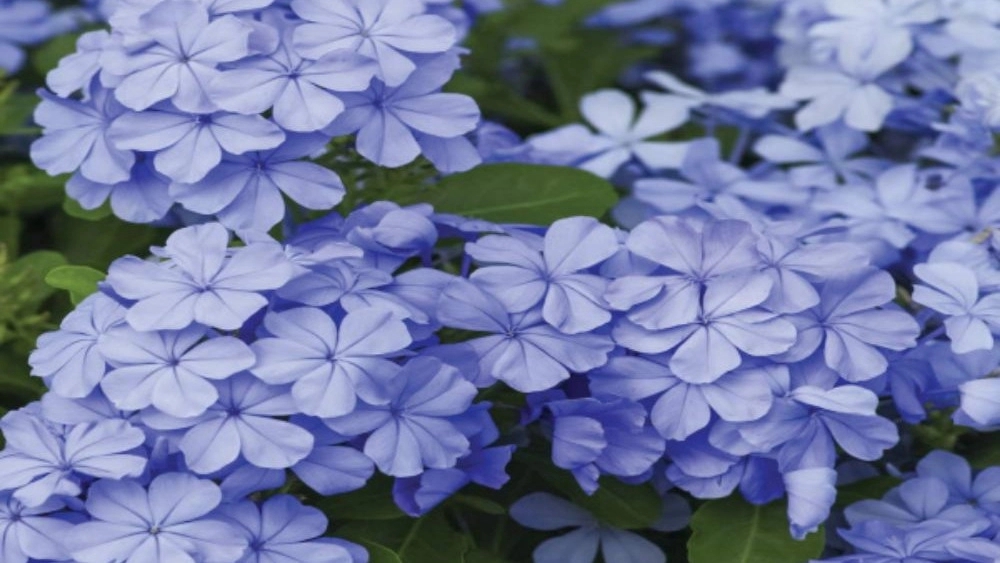 قیمت نهال یاس آبی معطر و زیبا