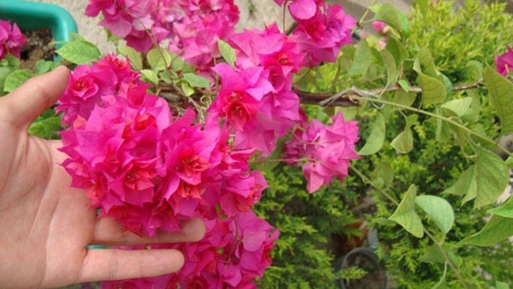 خرید گل کاغذی سرخابی پررنگ