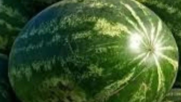 سوپر هندوانه صادراتی؛ تحلیل دقیق بازار هدف و قیمتگذاری رقابتی در صنایع غذایی دادنام