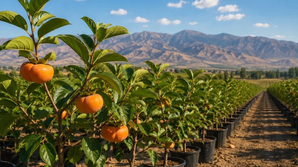فروش نهال خرمالو سیبی با ارسال سریع در تبریز