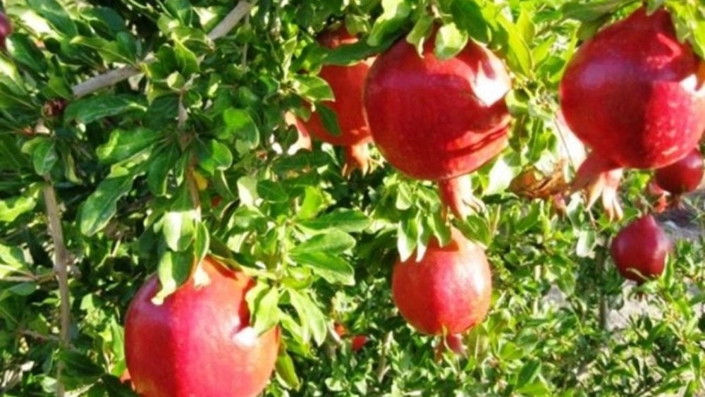تولید نهال انار خداآفرین برای باغهای تجاری