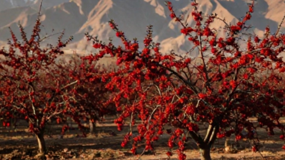 بهترین زمان کاشت نهال زرشک در آذربایجان شرقی راهنمای طلایی سودآوری