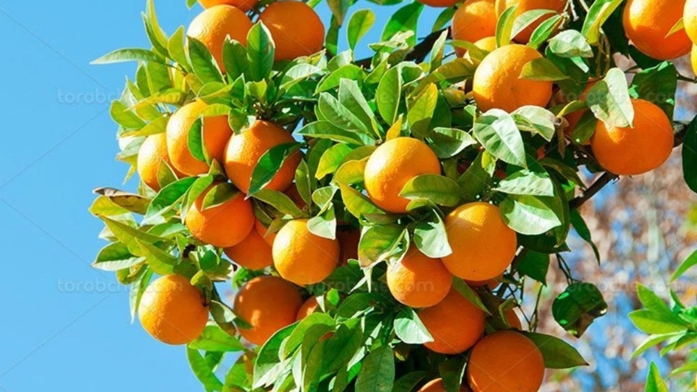 چرا نهال پرتقال من گل نمیدهد؟ ۵ دلیل اصلی و راهحل آنها