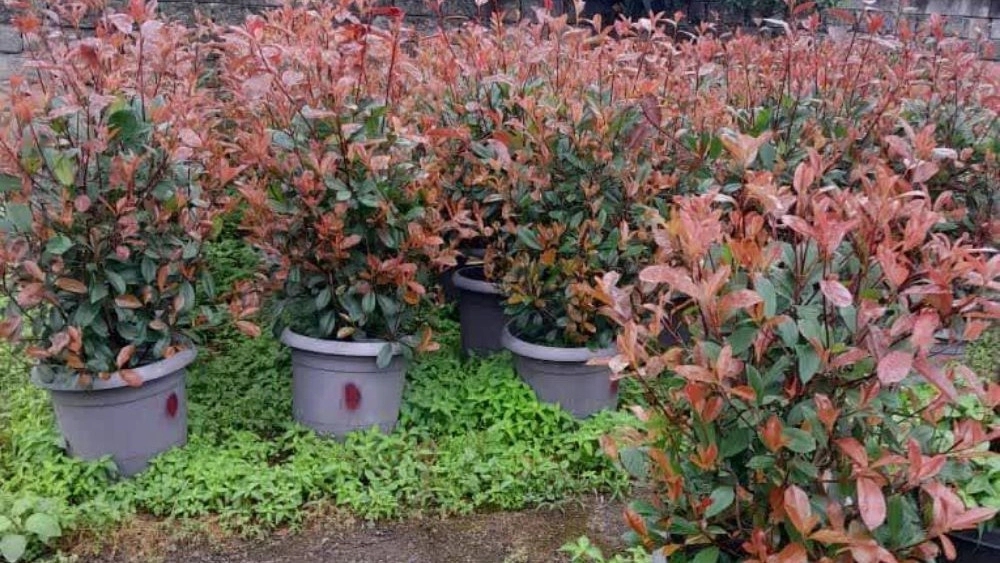 مرکز فروش گیاهان زینتی و فضای سبز در رشت