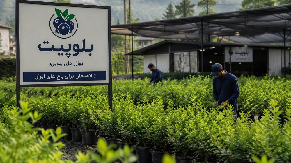خرید نهال بلوبری سالم و پربازده در لاهیجان