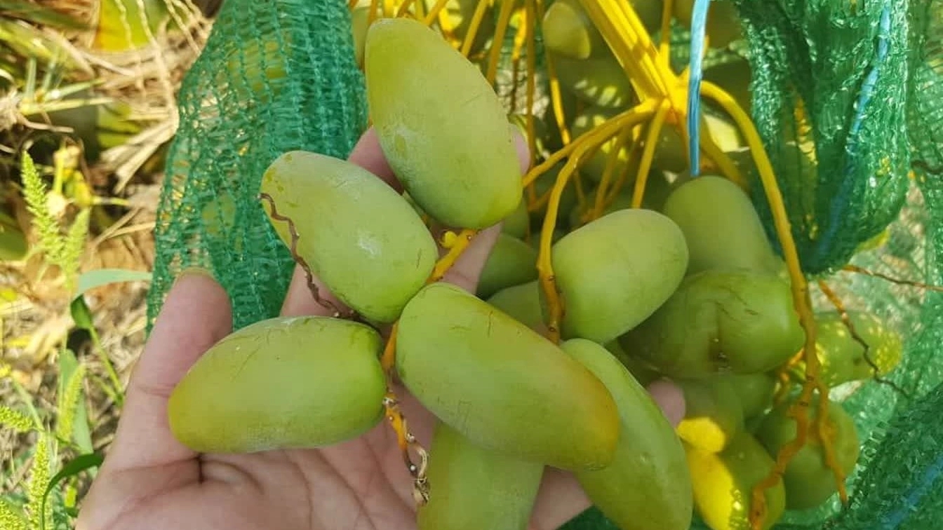 فروش پاجوش نخل خرما با تضمین سلامت ریشه