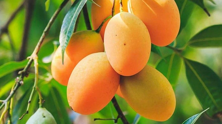 نهالستان و گلخانه مشایخی، عرضه نهال انبه درختان استوایی و گرمسیری در کرمان