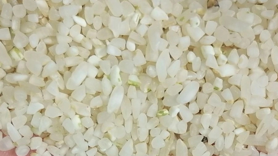 مرکز پخش نیم‌دانه عنبربو کامفیروز در شیراز