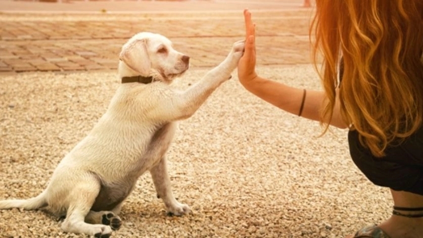 پانسیون Dog lovers، مربی و رفتارشناس سگ در یزد