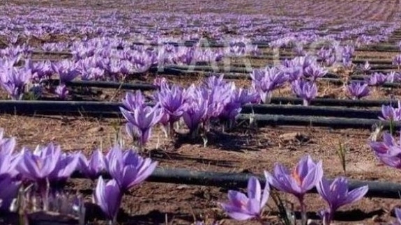 نوار آبیاری مخصوص زعفران‌کاران: راز افزایش عملکرد و سودآوری در کشت زعفران