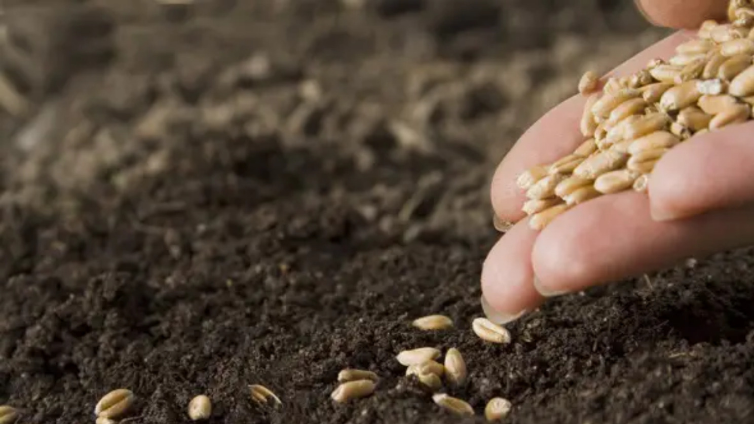 روش کاشت گندم پاییزه چگونه است؟