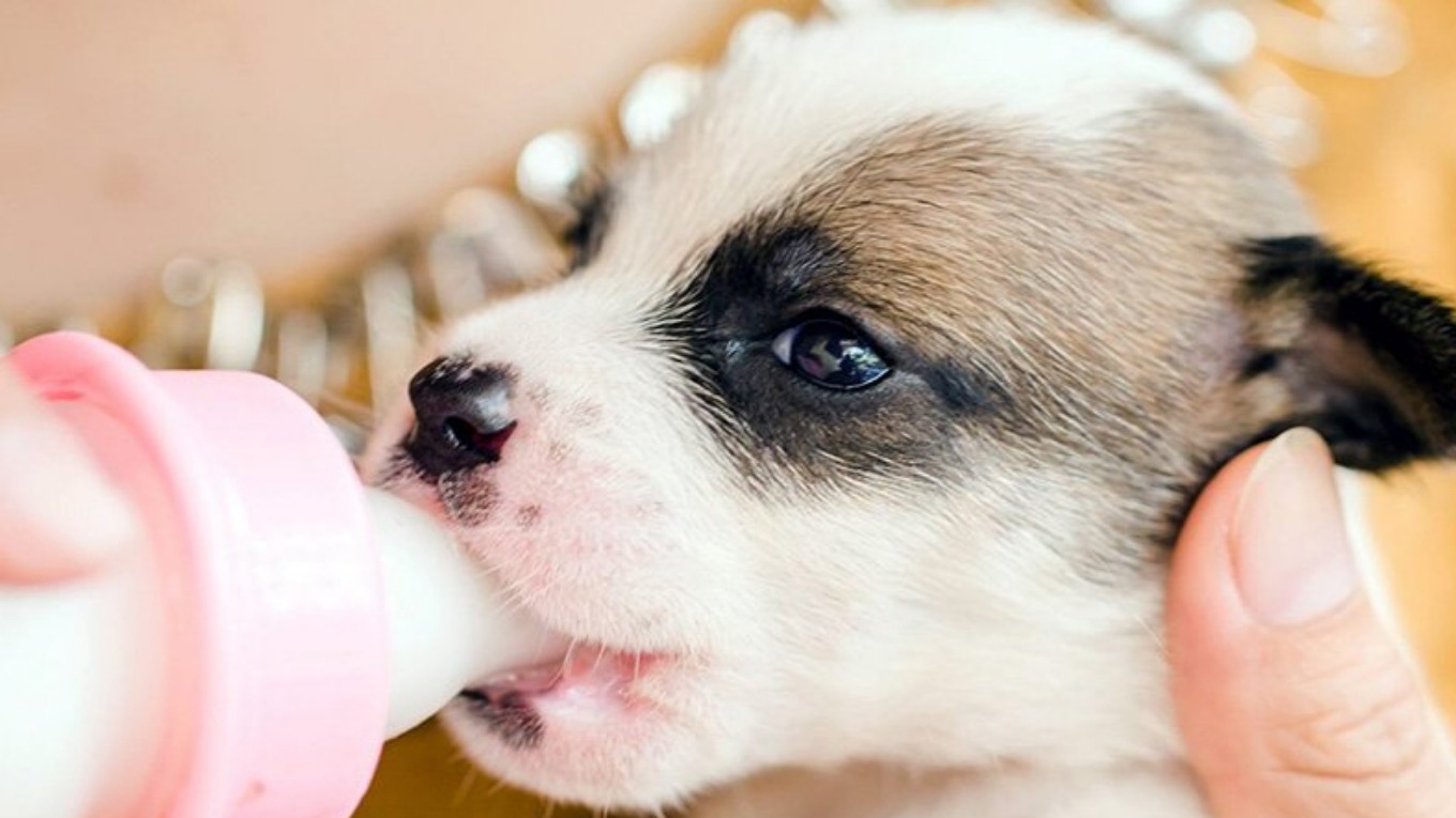جایگزین شیر برای سگ ها